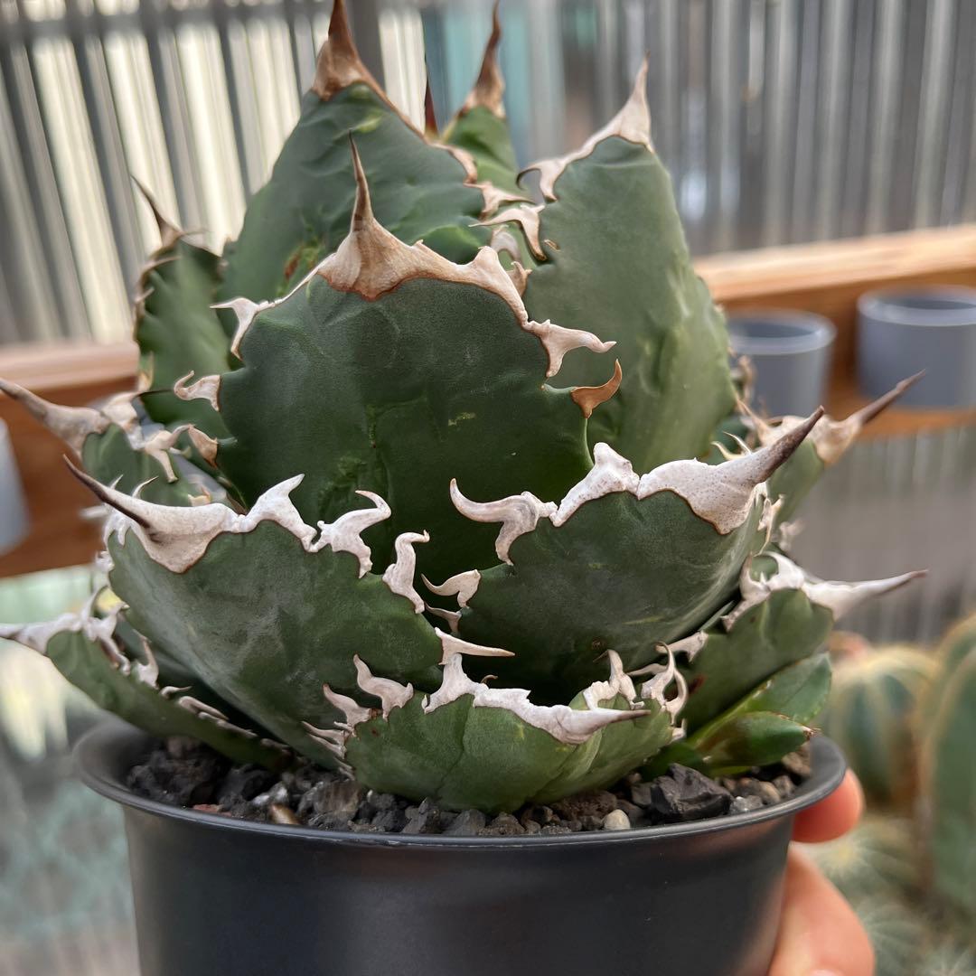 ●子株2個付き 白鯨で入手 メルカリ便 抜き苗 チタノタ 特価