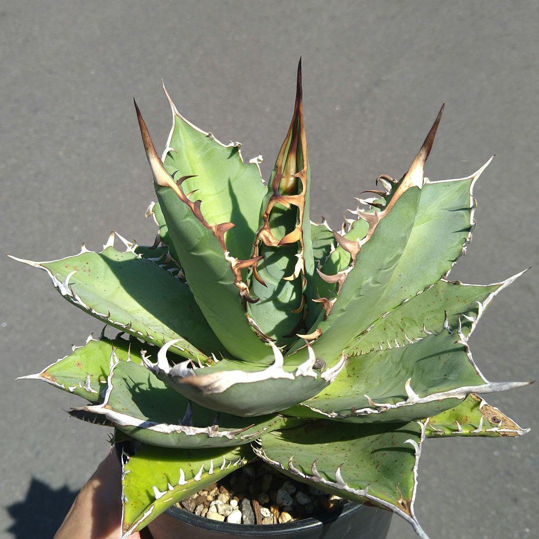 ●子株2個付き 白鯨で入手 メルカリ便 抜き苗 チタノタ 特価