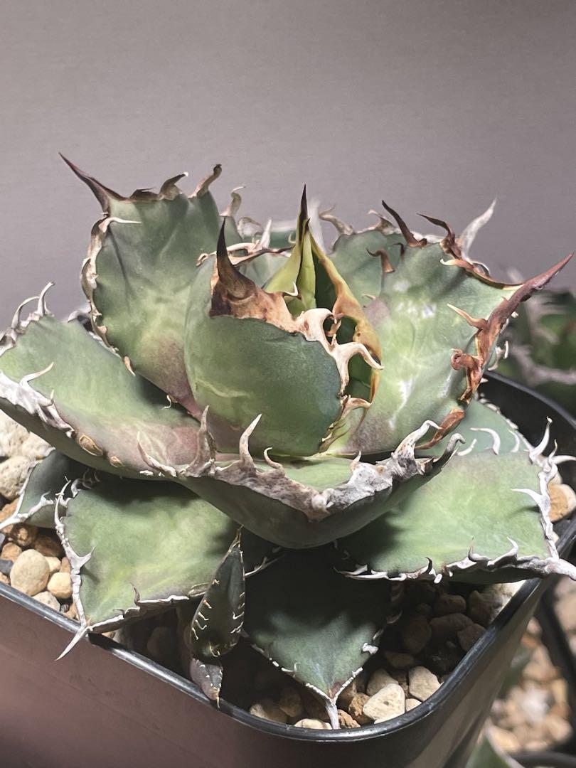 ●子株2個付き 白鯨で入手 メルカリ便 抜き苗 チタノタ 特価