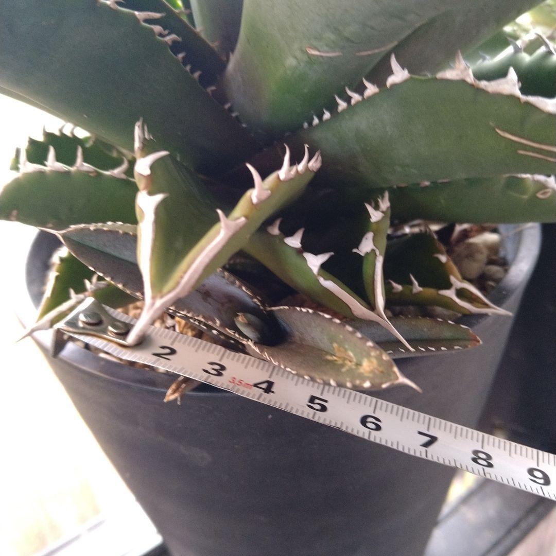 ●子株2個付き 白鯨で入手 メルカリ便 抜き苗 チタノタ 特価