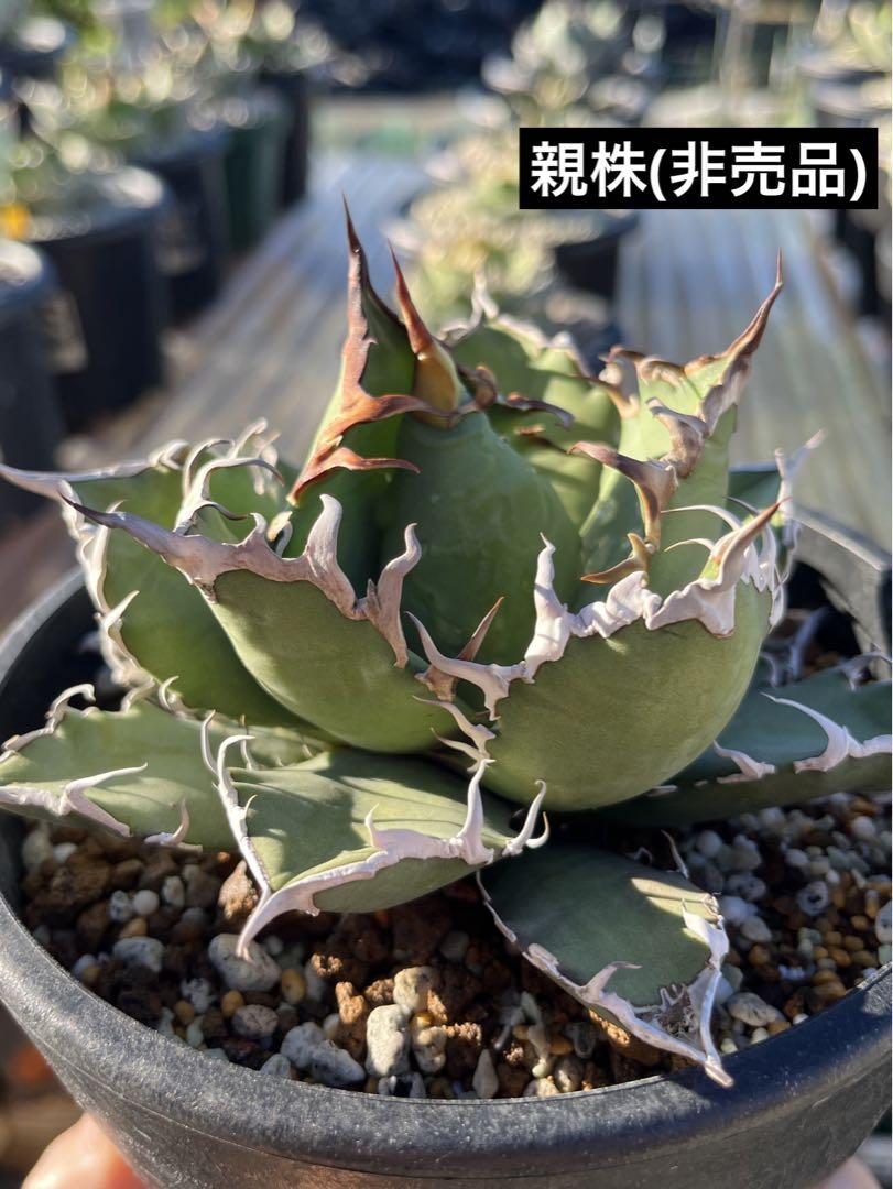 ●子株2個付き 白鯨で入手 メルカリ便 抜き苗 チタノタ 特価