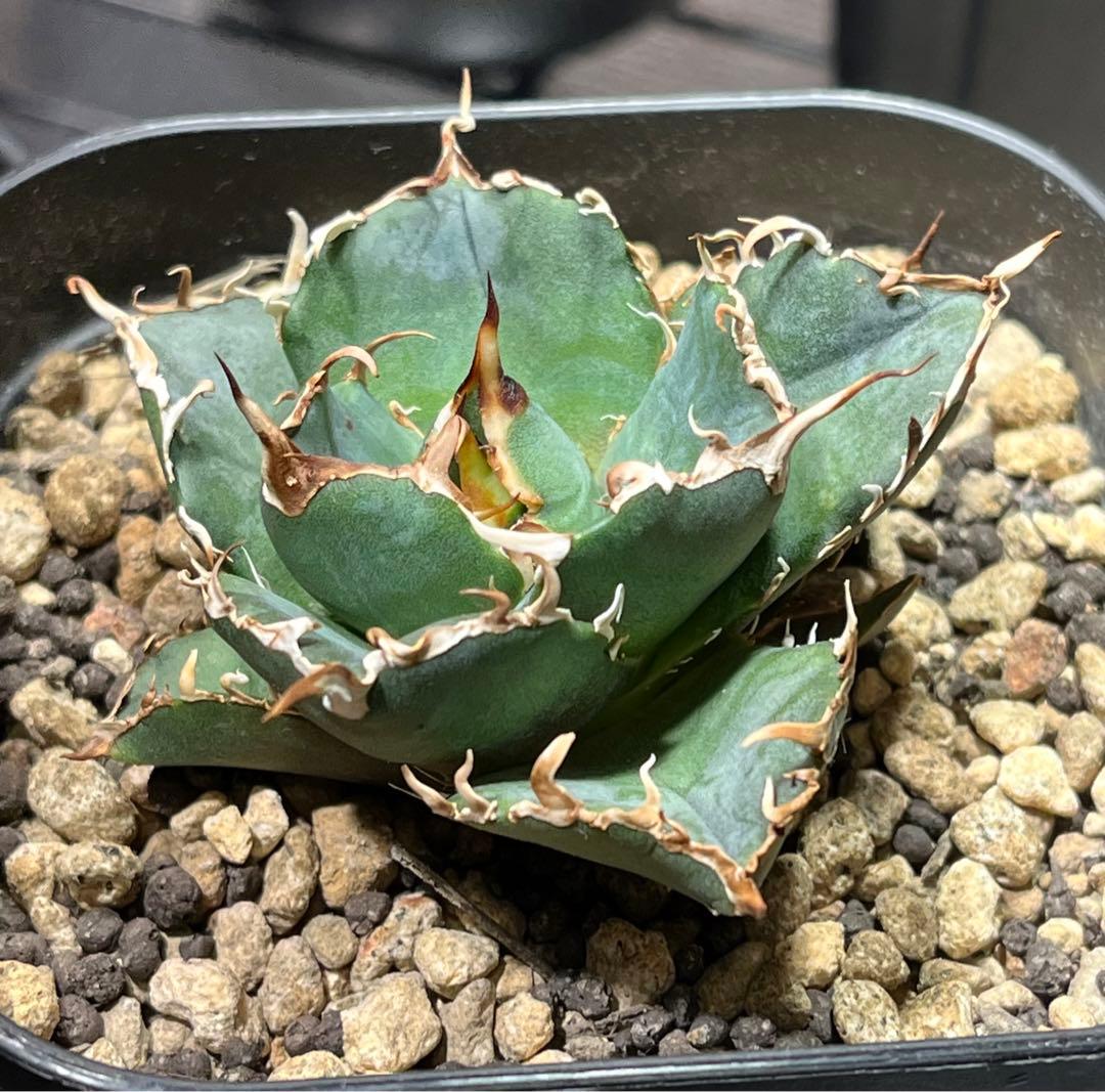 ●子株2個付き 白鯨で入手 メルカリ便 抜き苗 チタノタ 特価